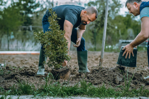 The Steps Involved in Our Tree Care Process in Pine Grove, PA